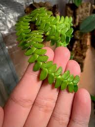 Image result for Angraecum distichum