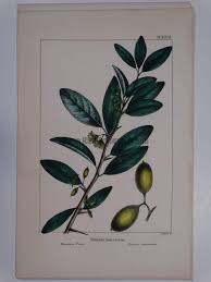 Image result for Ximenia americana