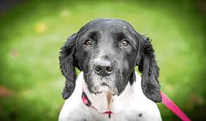 When to euthanize dog with arthritis. Dog Who Was Almost Put To Sleep After Suffering From Bad Arthritis Is Back On His Feet The Sunday Post