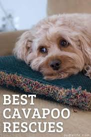 Your perfect rescue dog is just a few clicks away… Best Cavapoo Rescues Where And How To Adopt A Cavapoo Oodle Life