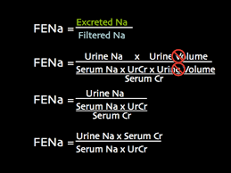 Image result for Transtubular Potassium Gradient
