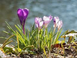Bildergebnis für frühling
