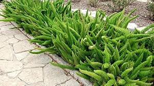 Image result for Asparagus natalensis