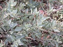 Image result for Monothecium