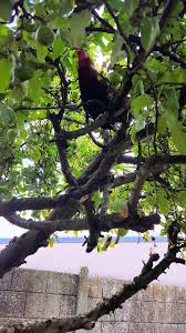 Selon l'arrêté du 19 novembre 1986, nul ne doit causer à autrui un trouble anormal du voisinage. Sauvez Coco Le Coq Margnotin Posts Facebook