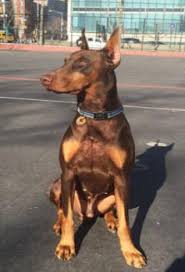 Check spelling or type a new query. Braveheart Loyalheart Doberman Pinscher Breeder In New York