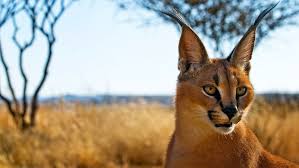 The cat is sometimes referred to as the persian lynx and is probably most recognizable for its tufted, black ears. Injured Caracal Survived Death In Southern Iran Tehran Times