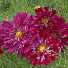 Pin On Flowers