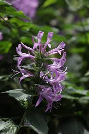 Image result for Hypoestes aristata