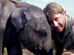 I started making a list of favorites, and the pbs nova special, dogs decoded looks at how the remarkable bond between man and his best friend came to be through science, genetics, and. Steve Irwin The Devastating Death Of The Crocodile Hunter Biography