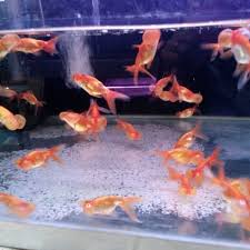 Dato aliff kena maki dekat kedai ikan tv terlajak laris. Xian Long Aquatic Shah Alam
