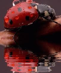 See more ideas about good morning gif, good morning, morning gif. Ladybug Gifs Animated Images Of A Beetle For Good Luck