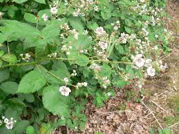 Image result for Rubus chapmanianus