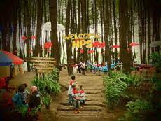 550 warga yang mengungsi dari desa supiturang. Hutan Pinus Semeru Wajak Malang Wisata Alam Terbaru Di Lereng Semeru Travelling Jalan Jalan Dan Kuliner Bersama