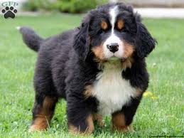 The bernese mountain dog, commonly referred to as bern or berner, is a stunning, easygoing caring for your bernese mountain dog. Pin On Dogs Puppies