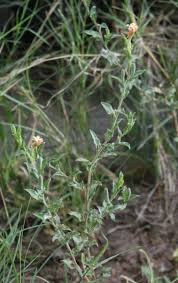 Image result for Oenothera indecora
