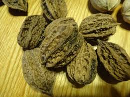 Image result for Buchnera nuttii