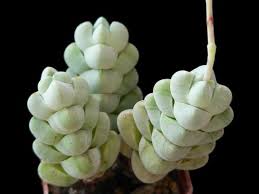 Image result for Crassula morrumbalensis