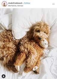 Pin By Francesca On Future Goldendoodles Cute Animals Service Animal Pets