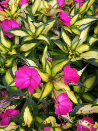 Image result for Impatiens irvingii