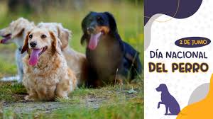 Curiosidades y datos muy interesantes sobre los perros que tanto amamos contacto: Dia Nacional Del Perro Este 2 De Junio Se Celebra En Argentina Pagina12