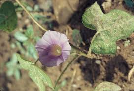 Image result for Ipomoea vernalis