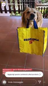 17,722 likes · 6,342 talking about this. Irene On Twitter E Finito Su Musetti Animaletti