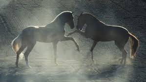 Image result for oldest horse in the world