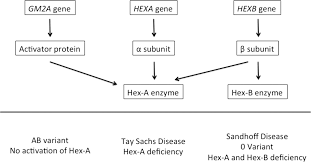 Canine Gm2 Gangliosidosis Sandhoff Disease Associated With A 3 Base Pair Deletion In The Hexb Gene Wang 2018 Journal Of Veterinary Internal Medicine Wiley Online Library