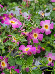 Image result for Jamesbrittenia