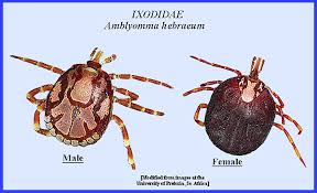 Image result for Rickettsiae