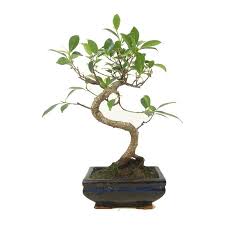 Chin Feigenbaum Ein Hochzeitsbaum Von Hochzeitsbaeume De Baum Hochzeit Feigenbaum Hochzeitsbaum