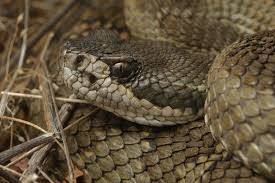 A baby snake protecting its home. Bay Nature Magazine Baby Rattlesnakes More Dangerous Than Adults