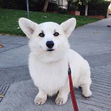 Adorable Black And White Corgi Puppy Winston The Pure White Corgi Dogs Cute Corgi Corgi Corgi Dog