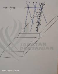 Membuat pot dari bekas bitol air mineral untuk tempat tanam sayur pakcoy. Murah Mudah Didapati Tapi Power Manfaatnya 7 Khasiat Kacang Botol Yang Ramai Tak Tahu