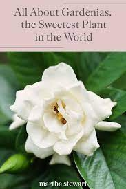 All About Gardenias The Sweetest Plant In The World Fragrant Flowers Garden Fragrant Flowers Flower Meanings