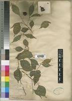 Image result for Cryptocarya woodii