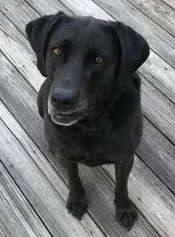 Chocolate lab puppies for adoption in nc. Black Labrador Retriever Lab For Adoption Near Greenville Nc