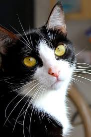 Sign In Pretty Cats Cats And Kittens Cute Cats And Kittens