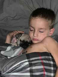 Pugs as Companions for People with Autoimmune Issues