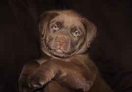 kostenloses bild auf pixabay hund niedlich suss brown labrador braun labrador cockapoo welpen