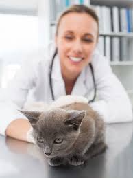 They're also packed with nasunin chemicals that improve blood flow to the brain and anthocya. Cook Islands Only Vet Clinic May Close Vet Practice Magazine