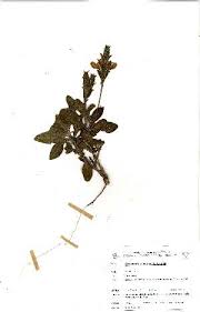 Image result for Crossandra mucronata