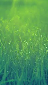 green grass in morning iphone wallpapers free download green grass in morning iphone