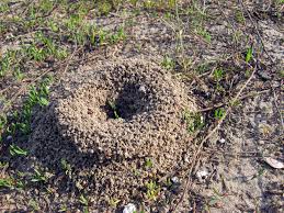 Spray the mixture wherever you see active ant trails or on ant hills. How To Get Rid Of Ant Hills Fast Easy Solutions Bug Lord