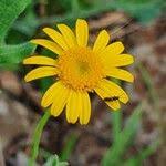 Image result for Emilia discifolia