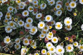 Image result for Erigeron karvinskianus