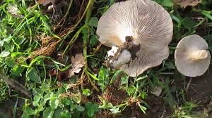 Risultati immagini per funghi ferlenghi foto