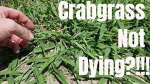 Be sure to mow your grass to the proper height. Diy How To Kill Crabgrass My Crabgrass Is Not Dying How To Prevent And Control Crabgrass Youtube