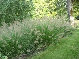 Histoires De Jardins Les Graminees Ornementales Idees Jardin Jardins Graminees Ornementales